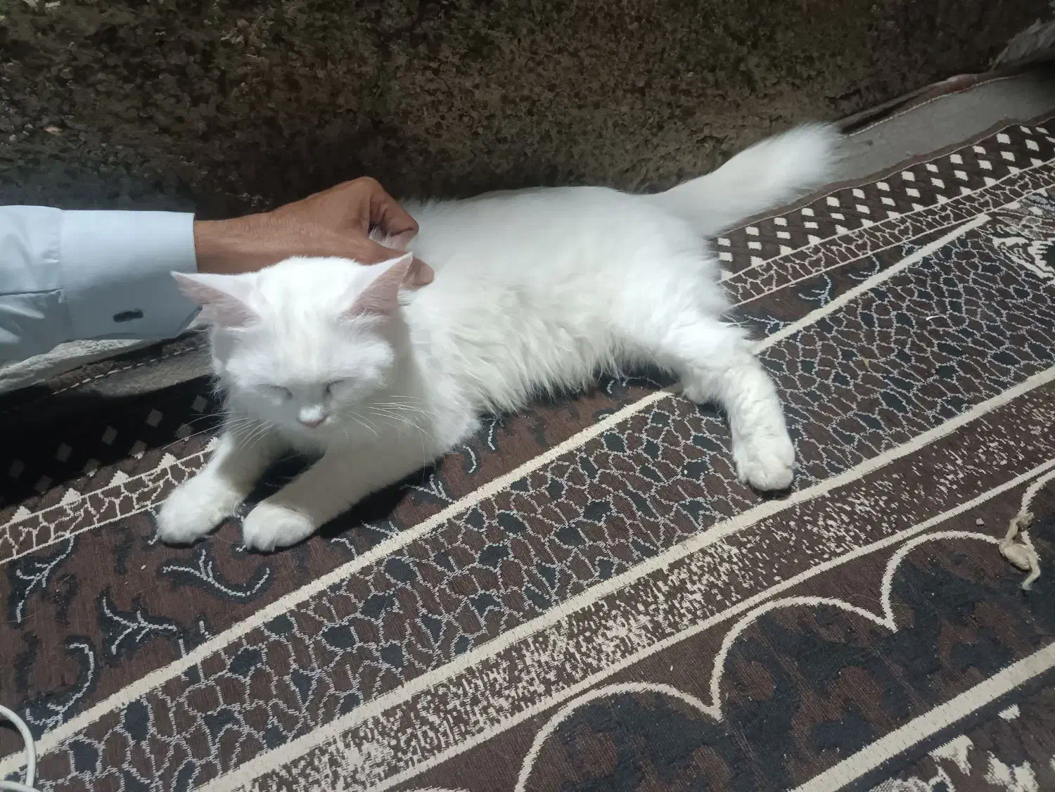 گربه پشمی چشم دو رنگ|گربه|چابهار, |دیوار