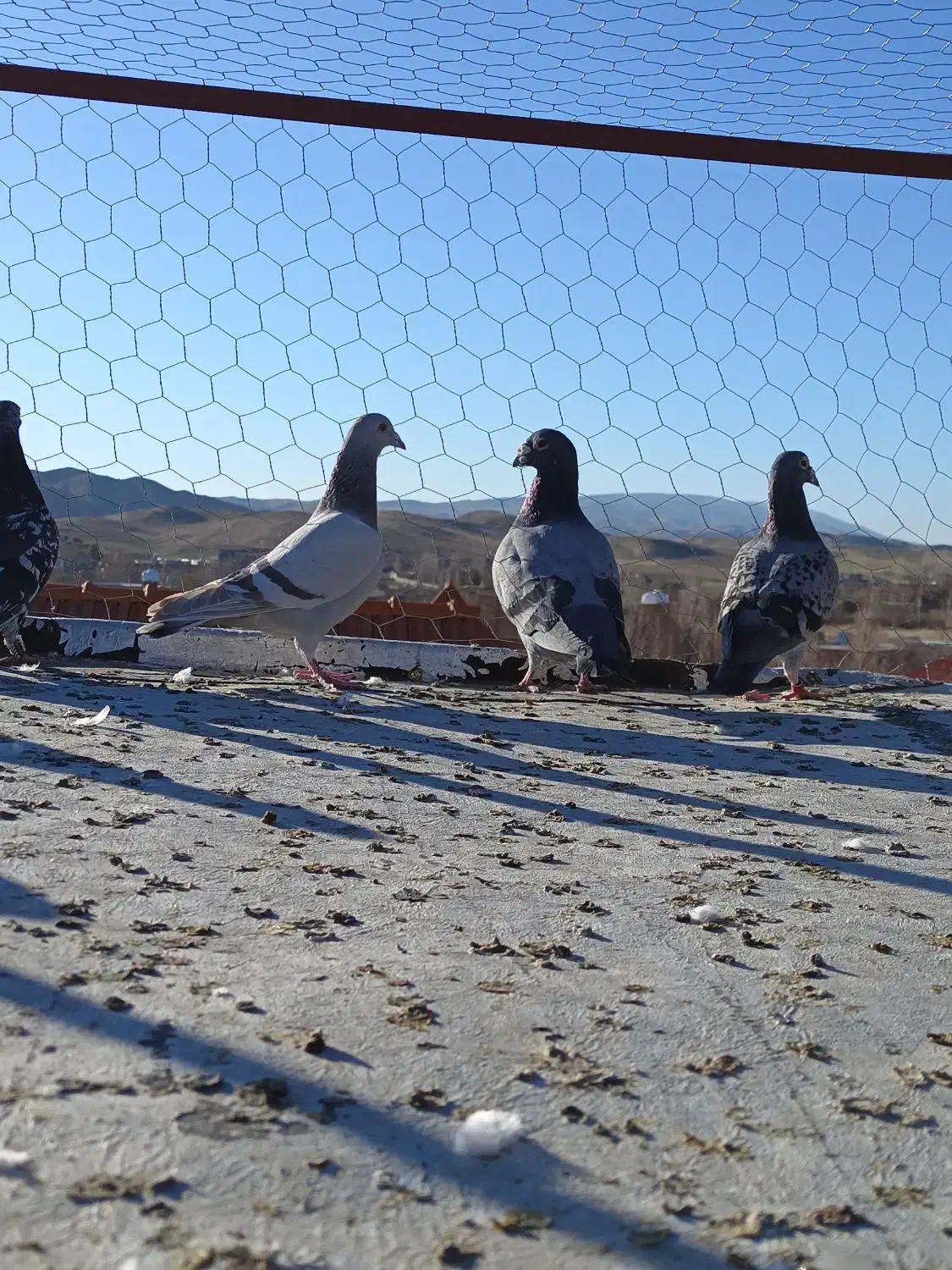 کفتر|پرنده|شیراز, سجادیه|دیوار