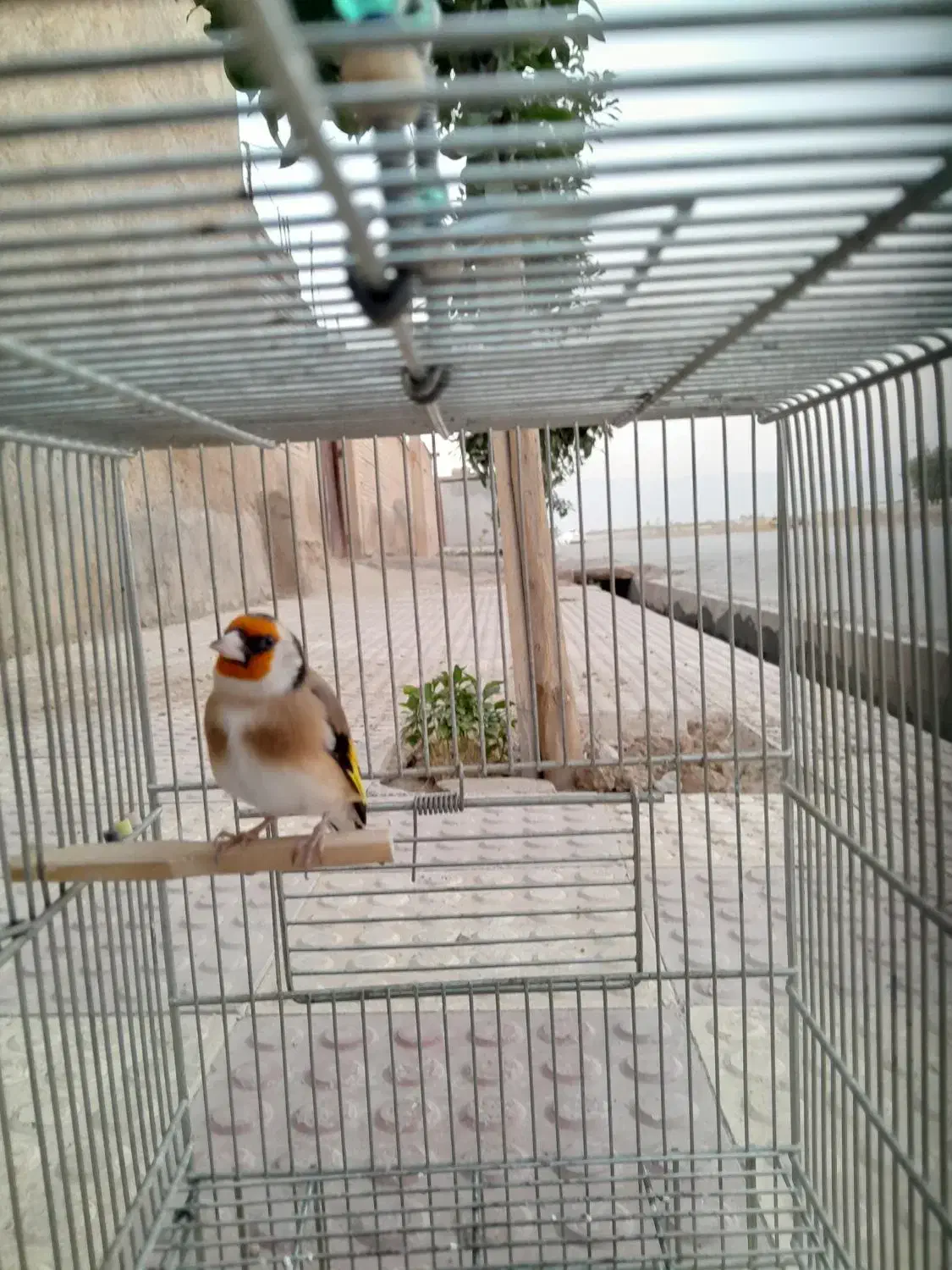 سهره نر|پرنده|مرودشت, ثبت احوال|دیوار