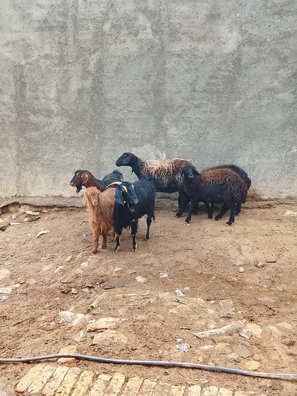 گوسفند و بز|حیوانات مزرعه|سجاس رود, |دیوار