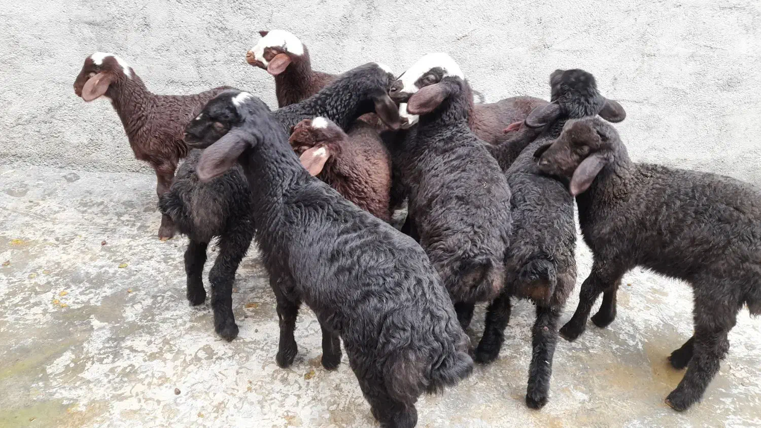 گوسفند شیشک جوان بابره|حیوانات مزرعه|سنندج, |دیوار