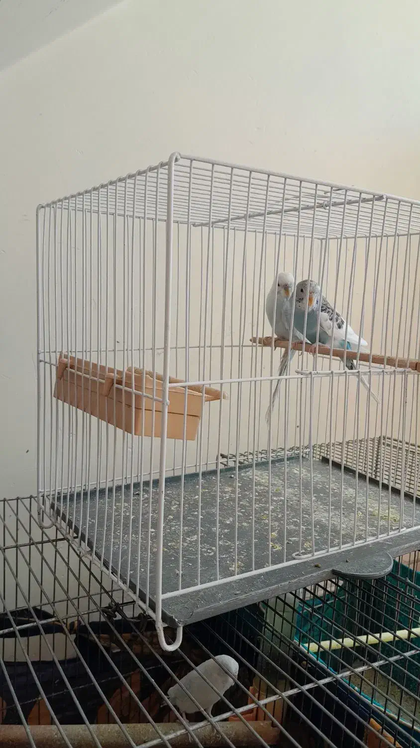 مرغ عشق|پرنده|زرقان, |دیوار