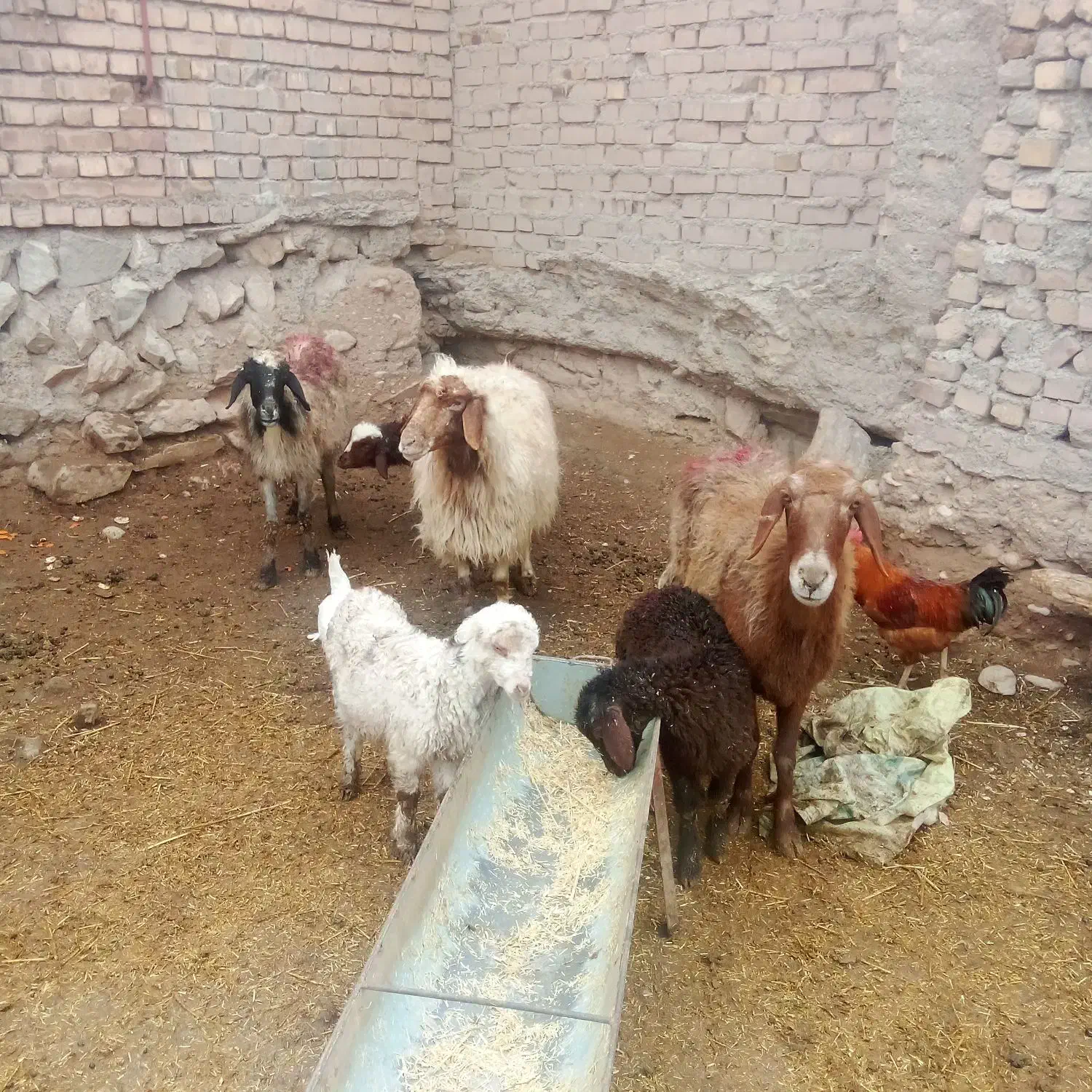 میش بره دار|حیوانات مزرعه|نیشابور, مازول|دیوار