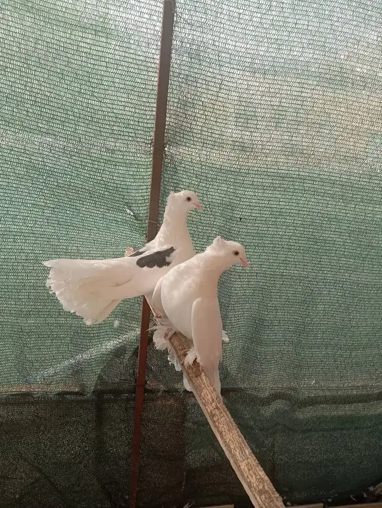 کبوتر دم چتری|پرنده|اصفهان, امیرعرب|دیوار