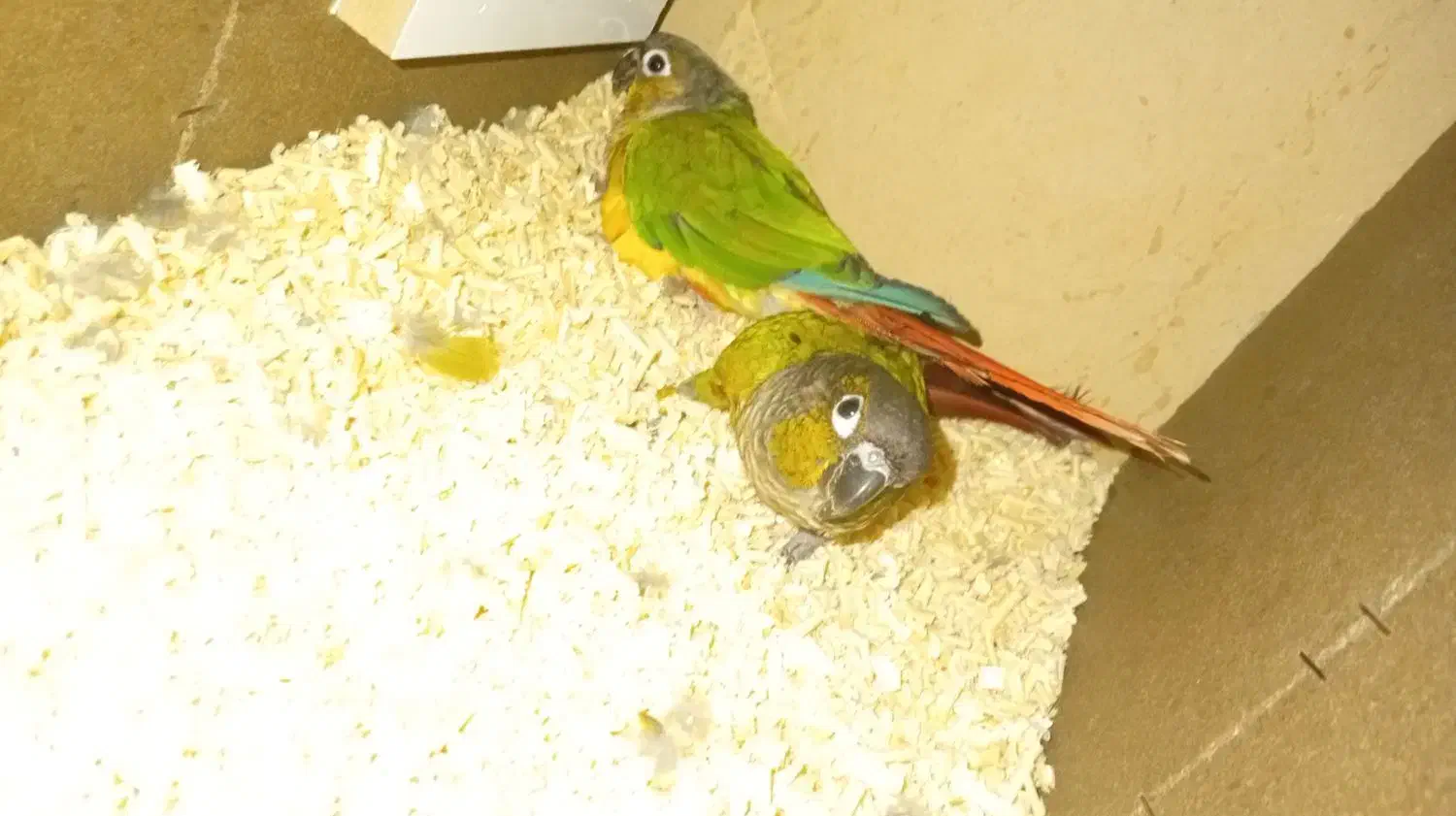 جفت گرینچیک|پرنده|اردکان, |دیوار