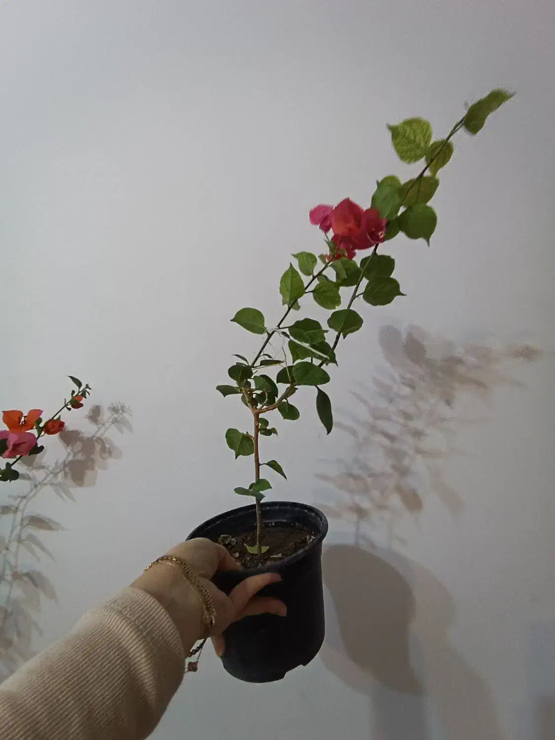 گل کاغذی های خوشرنگ و جوان|گل و گیاه طبیعی|مراغه, |دیوار