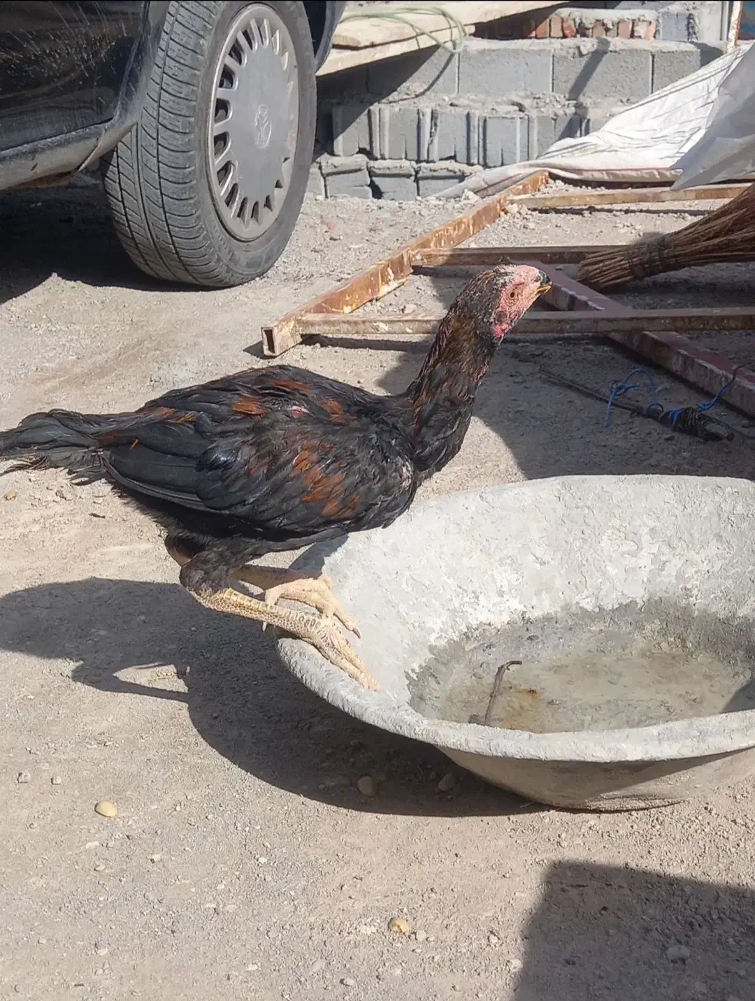 جوجه خروس اصل|حیوانات مزرعه|شاهین دژ, |دیوار