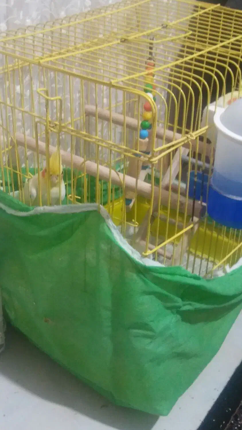 فروش 1جفت عروس هلندی نروماده|پرنده|ساری, |دیوار