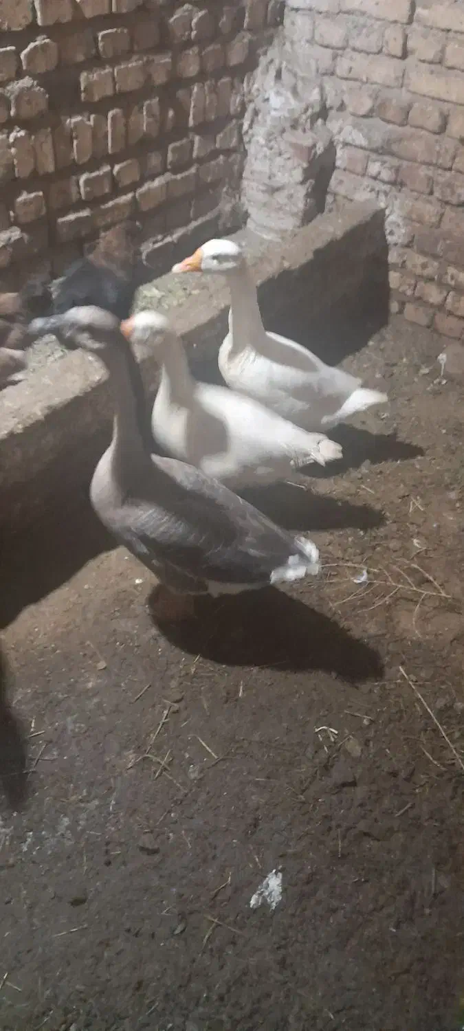 غاز|حیوانات مزرعه|مرند, |دیوار