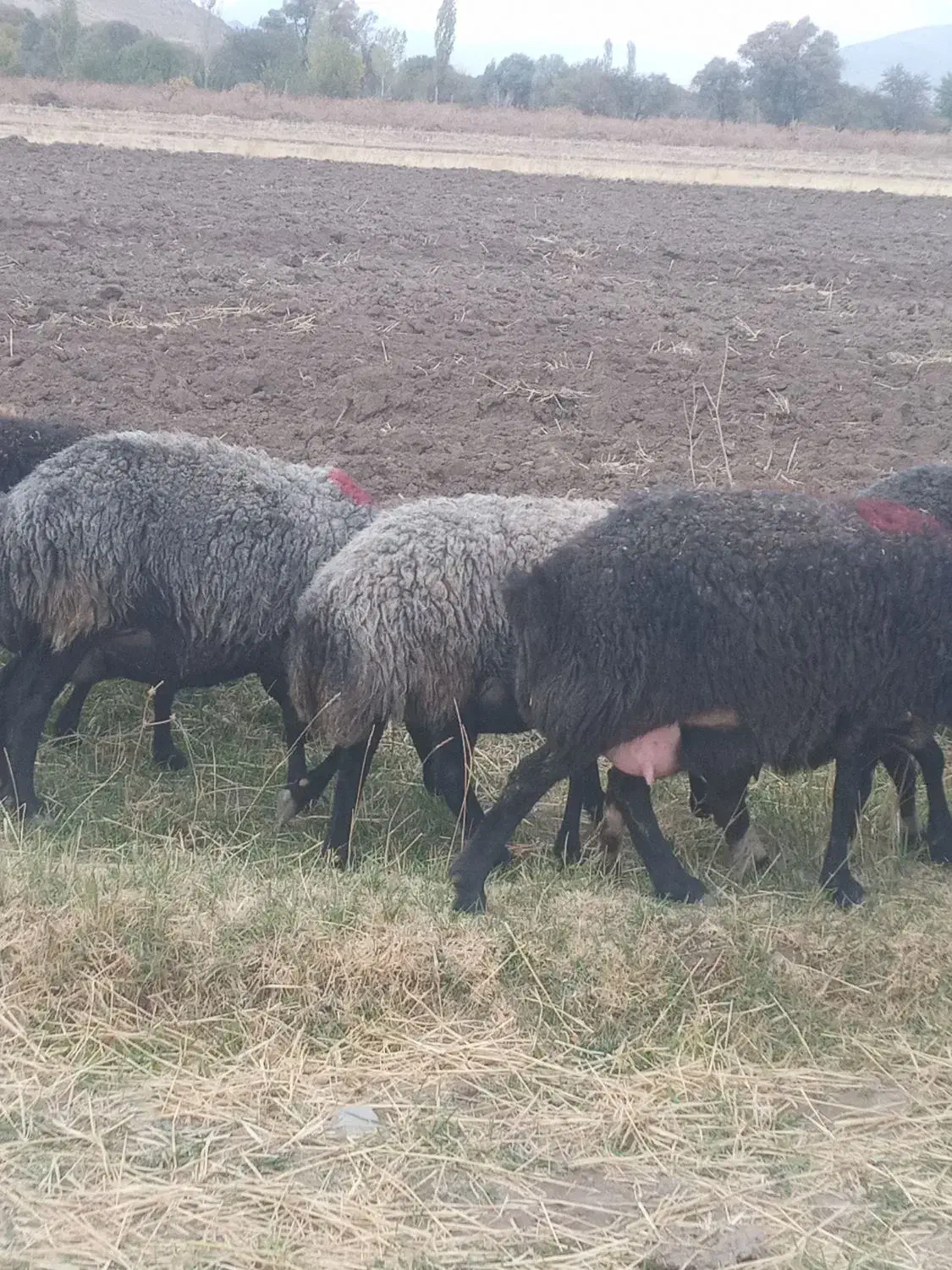 میش داشتی  آبستن  سنگین|حیوانات مزرعه|زالیان, |دیوار