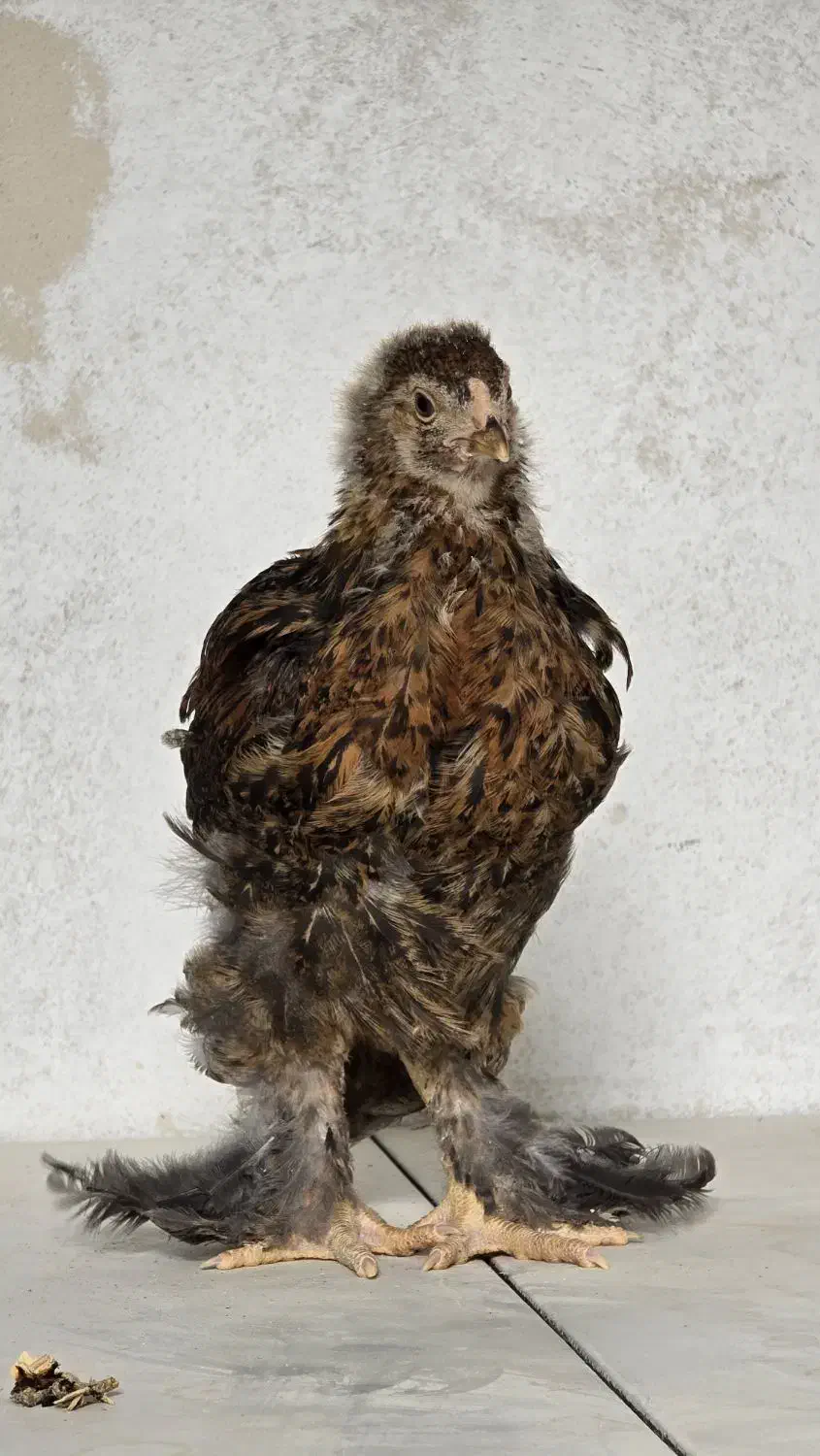 جوجه برهما پاتریچ|حیوانات مزرعه|میبد, |دیوار