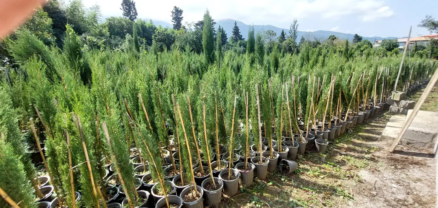 سرو شیراز|خدمات باغبانی و درختکاری|چابکسر, |دیوار