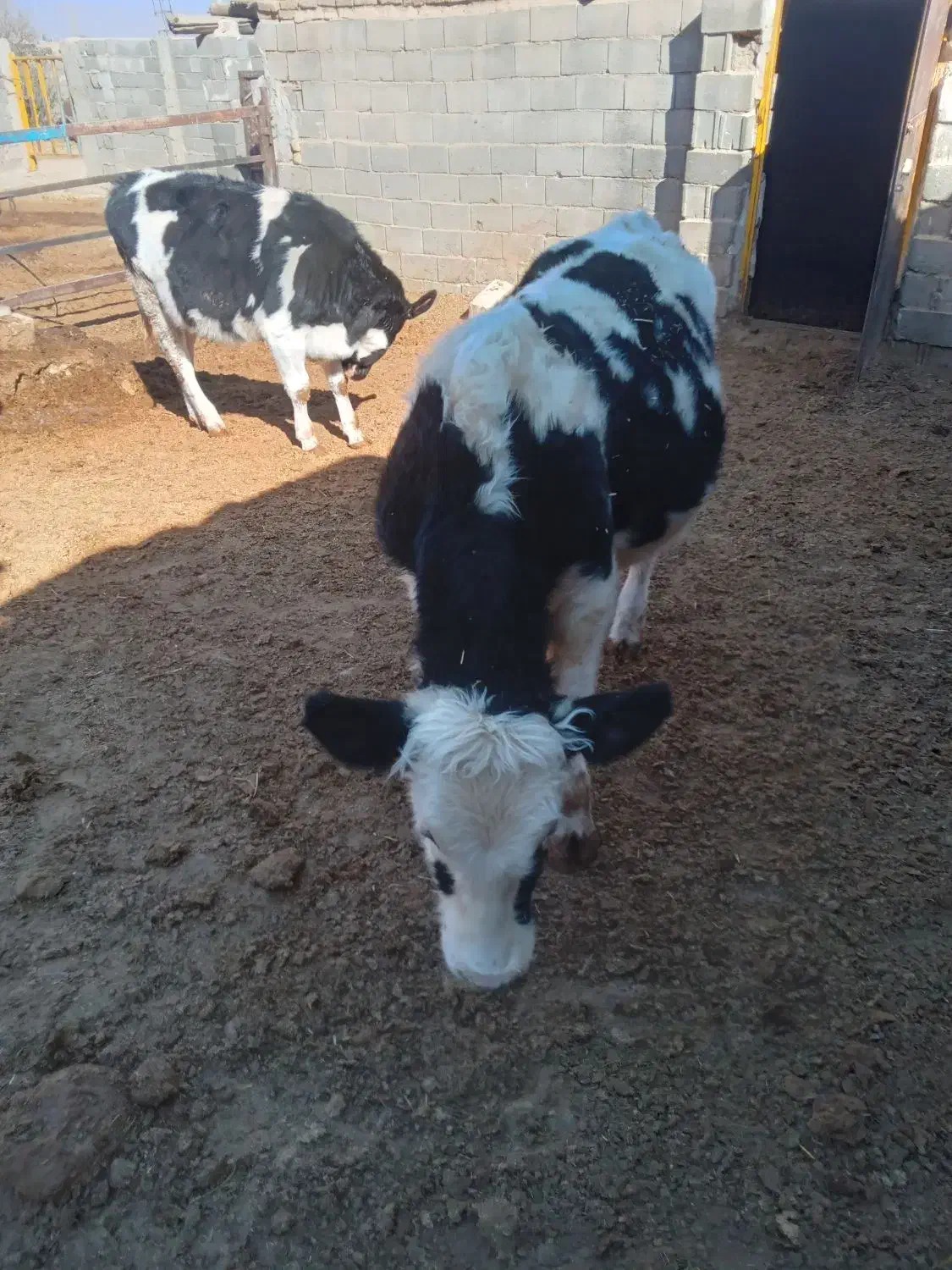 گوساله نر فروشی|حیوانات مزرعه|حسن آباد, |دیوار