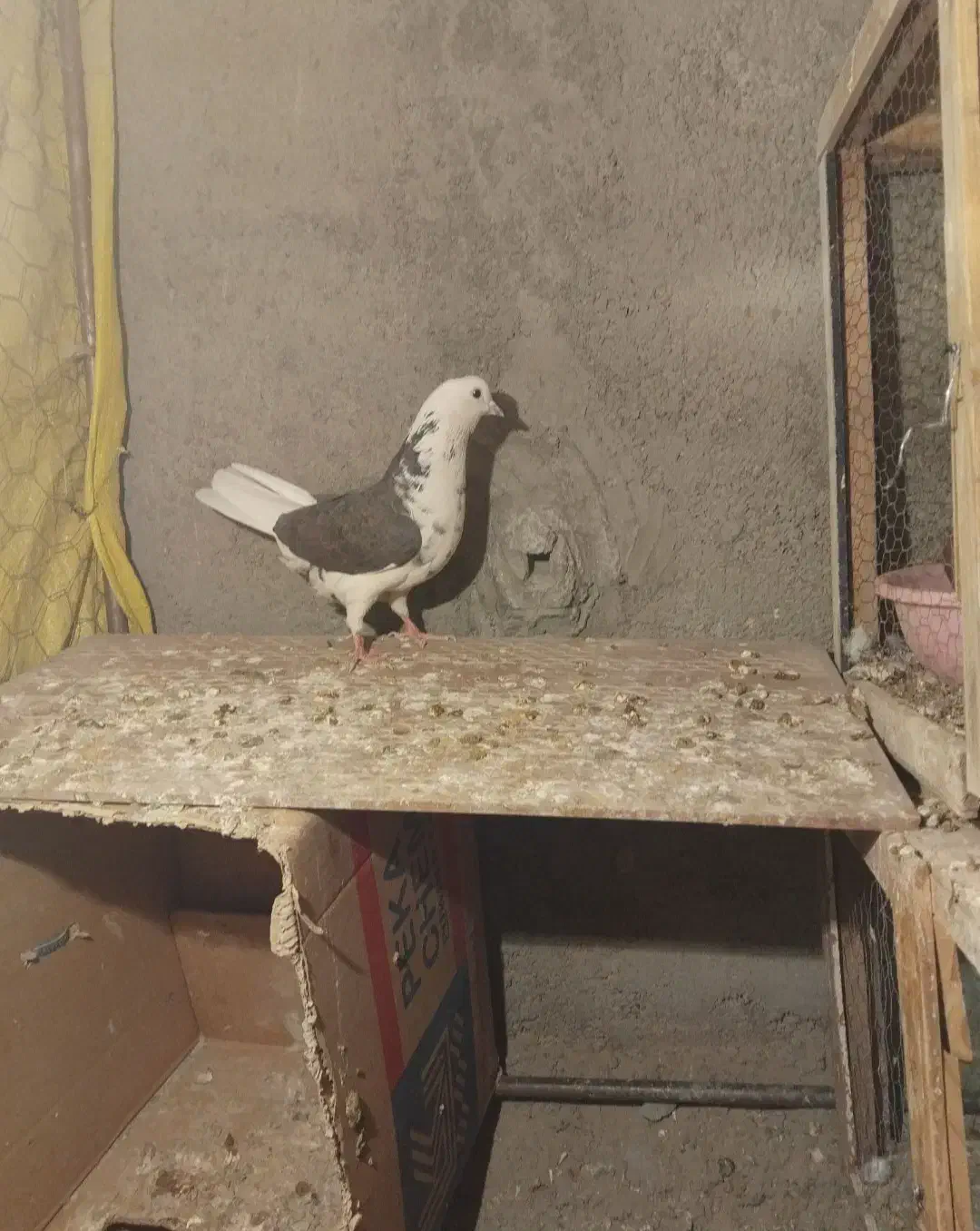 کفتر|پرنده|پاکدشت, پاکدشت (مامازند)|دیوار