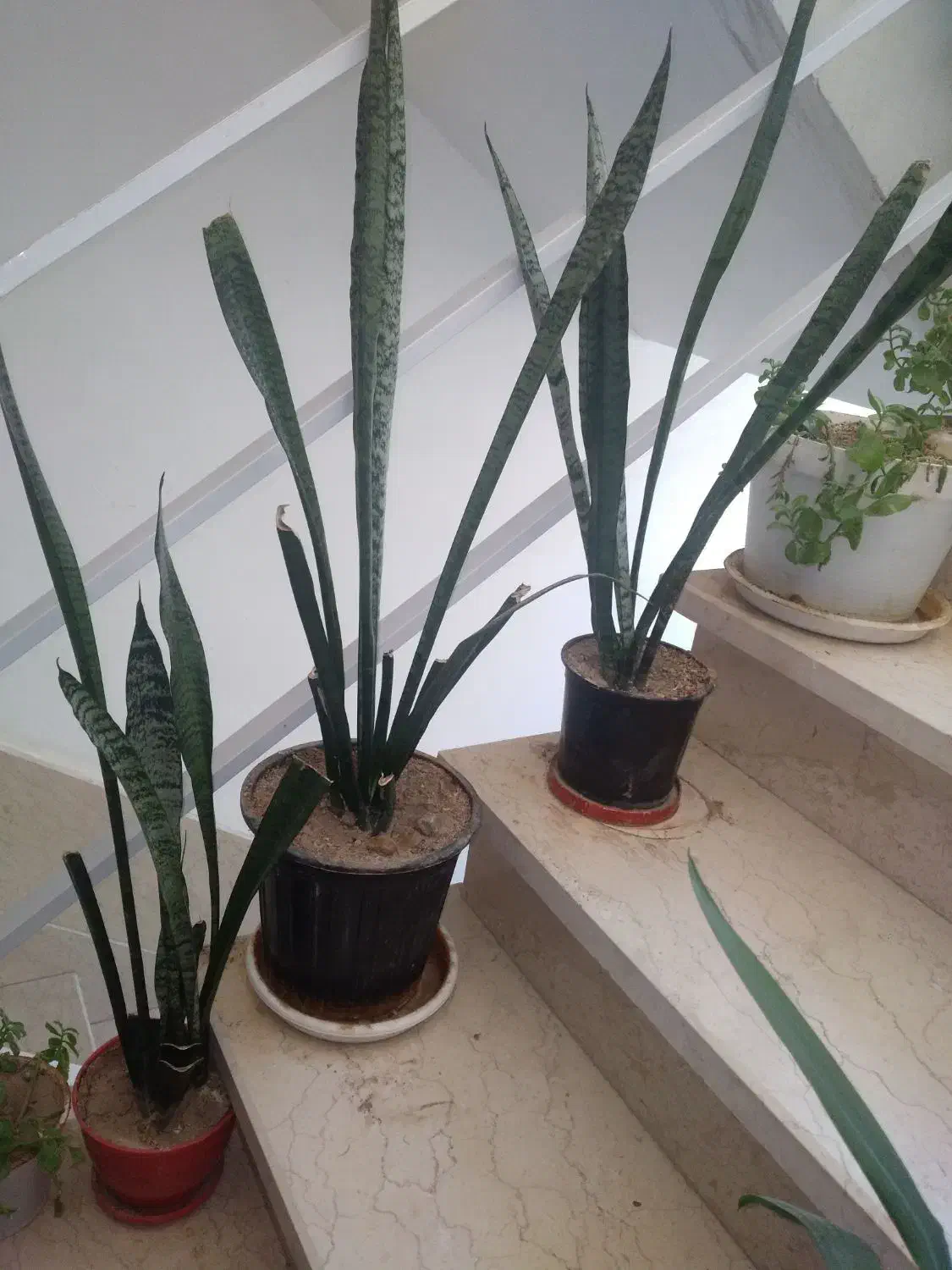 گل طبیعی از ۵۰ تومن تا ۲۵۰ تومن|گل و گیاه طبیعی|شاهرود, |دیوار