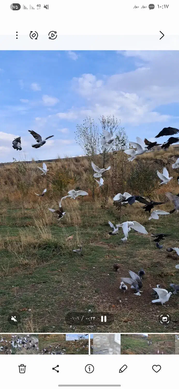 کبوتر|پرنده|اهر, |دیوار