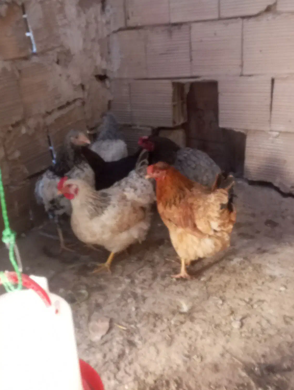 مرغو خروس و بوقلمون بیوتی 6 و غاز|حیوانات مزرعه|الوند, |دیوار