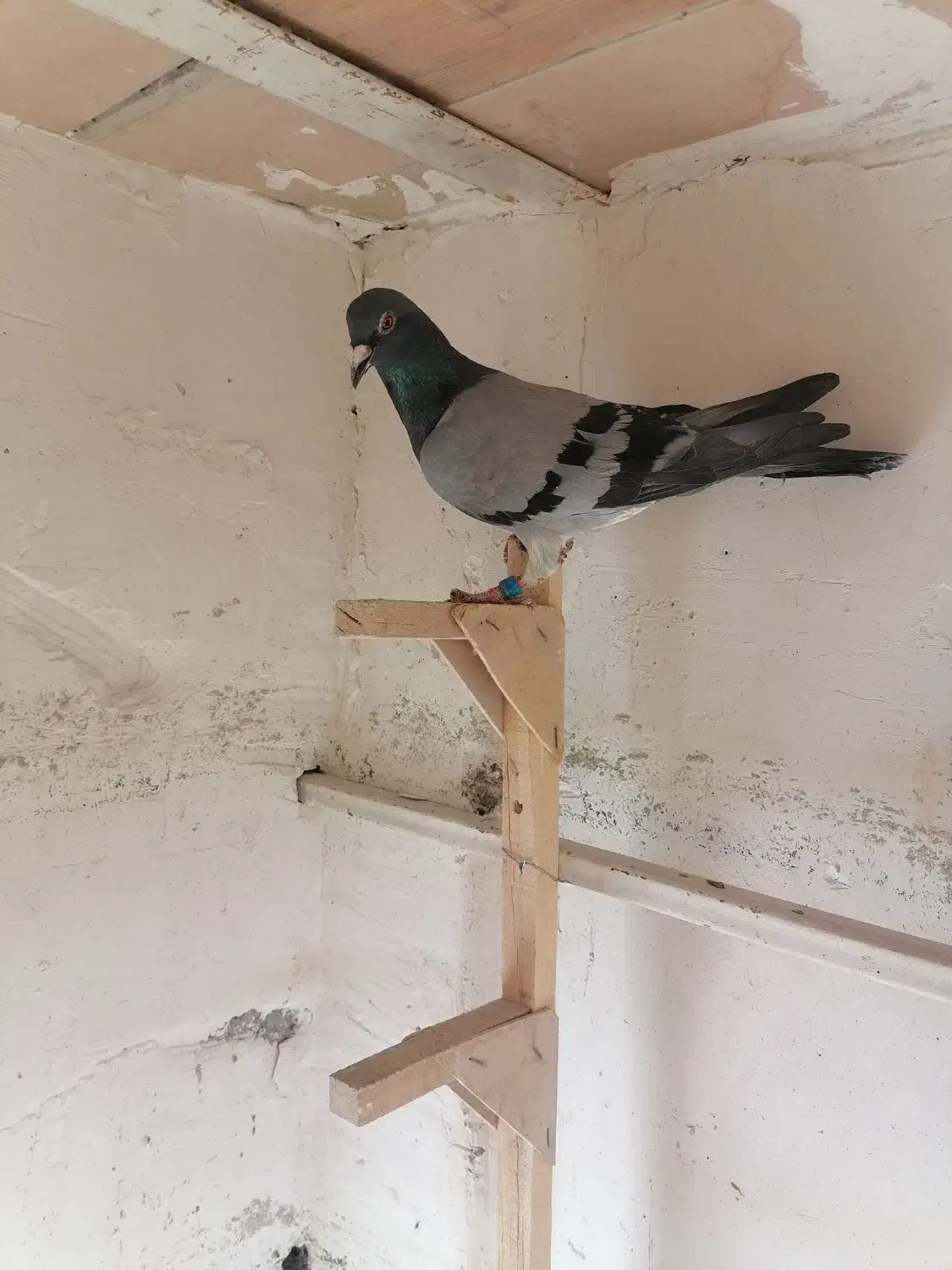 8کبوتر|پرنده|شیراز, سعدیه جنوبی|دیوار