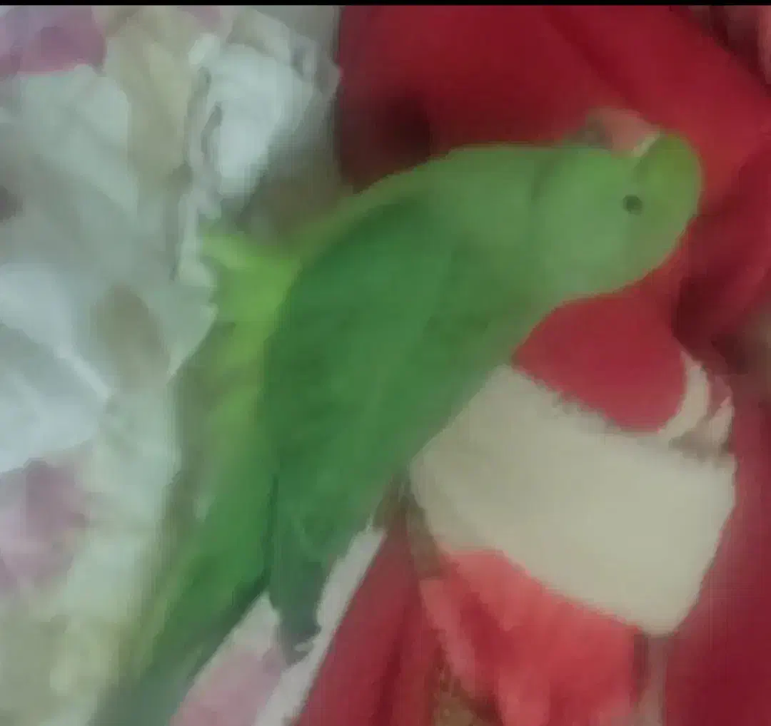 یک طوطی ملنگو در بازارچه خزامی گم شده|پرنده|کارون, |دیوار