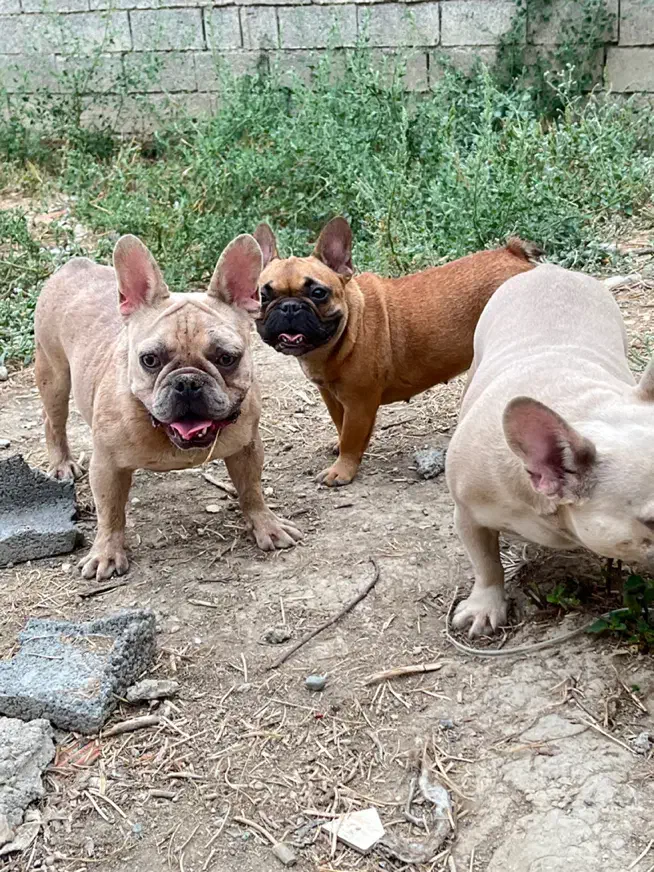 چند قلاده فرنچ بولداگ|سگ|ساری, |دیوار