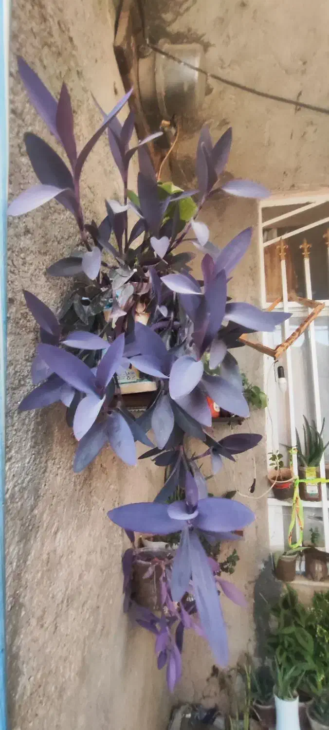 حراجی|حراج|سرپل ذهاب, |دیوار