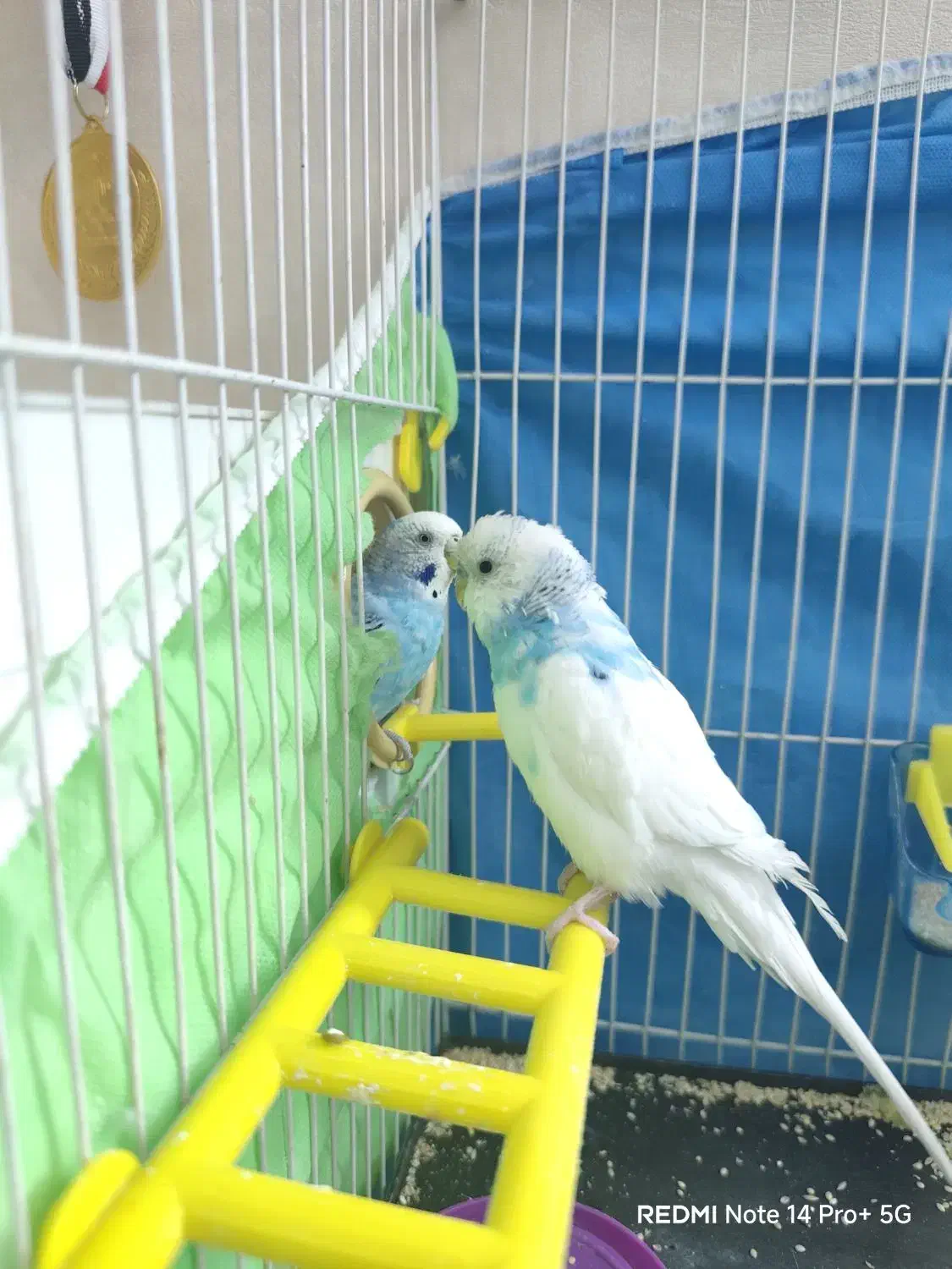 مرغ عشق مولد|پرنده|مشهد, مشکینی (شهرک غرب)|دیوار