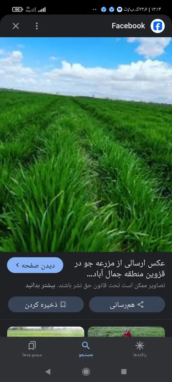 جوترش(بذری درجه یک) کیلویی 40000|عمده‌فروشی|شیراز, شاهچراغ|دیوار