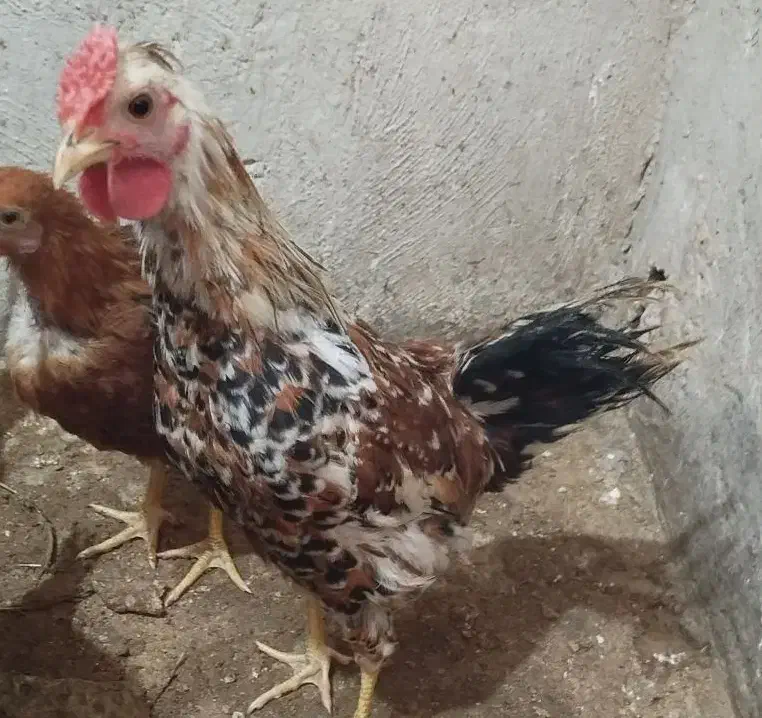 جوجه مرغ و خروس جوان|حیوانات مزرعه|ورامین, ورامین|دیوار