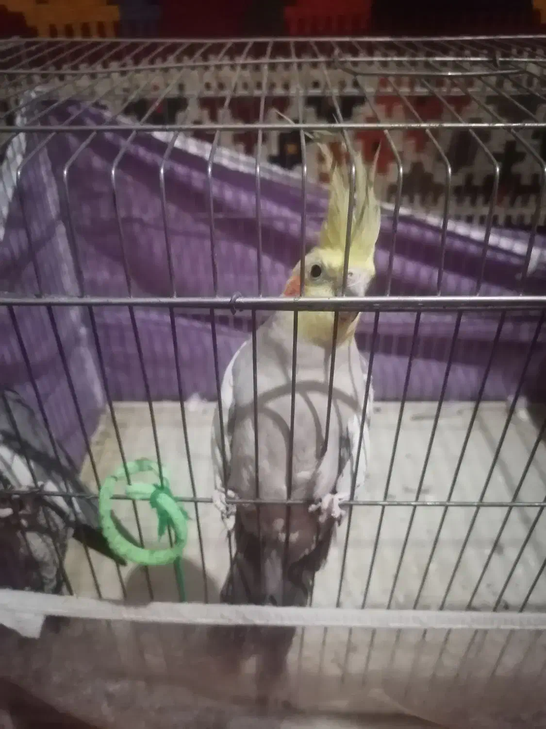 عروس هلندی|پرنده|فیروزآباد (فارس), |دیوار