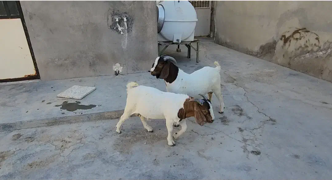 سلام ودرود برشما همراهان همیشگی|حیوانات مزرعه|بندر کنگان, |دیوار