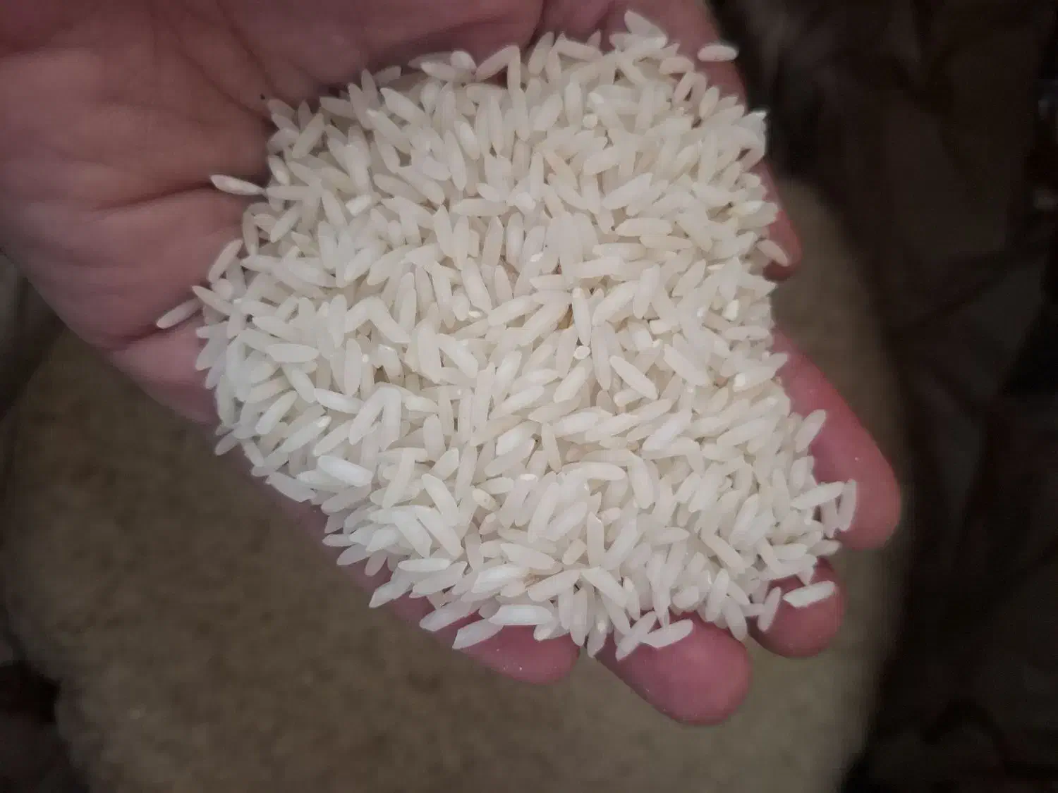 برنج بهنام کشت دو|خوردنی و آشامیدنی|بابل, |دیوار