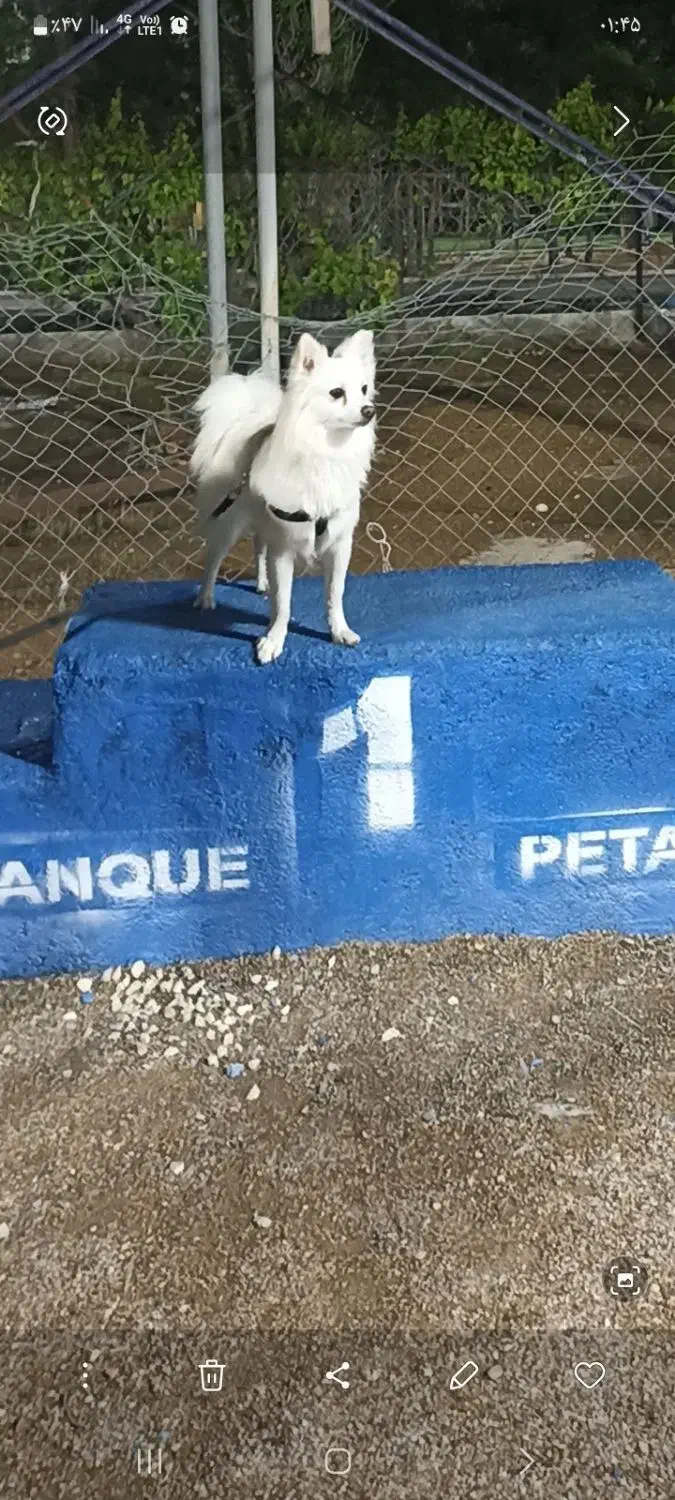 سگ پامر|سگ|ارژن, |دیوار