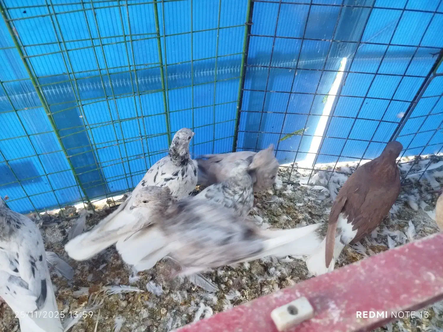 16عدد دم سفید تازه ایزی کنار کردن همه قیچی|پرنده|سبزوار, اسلام آباد|دیوار