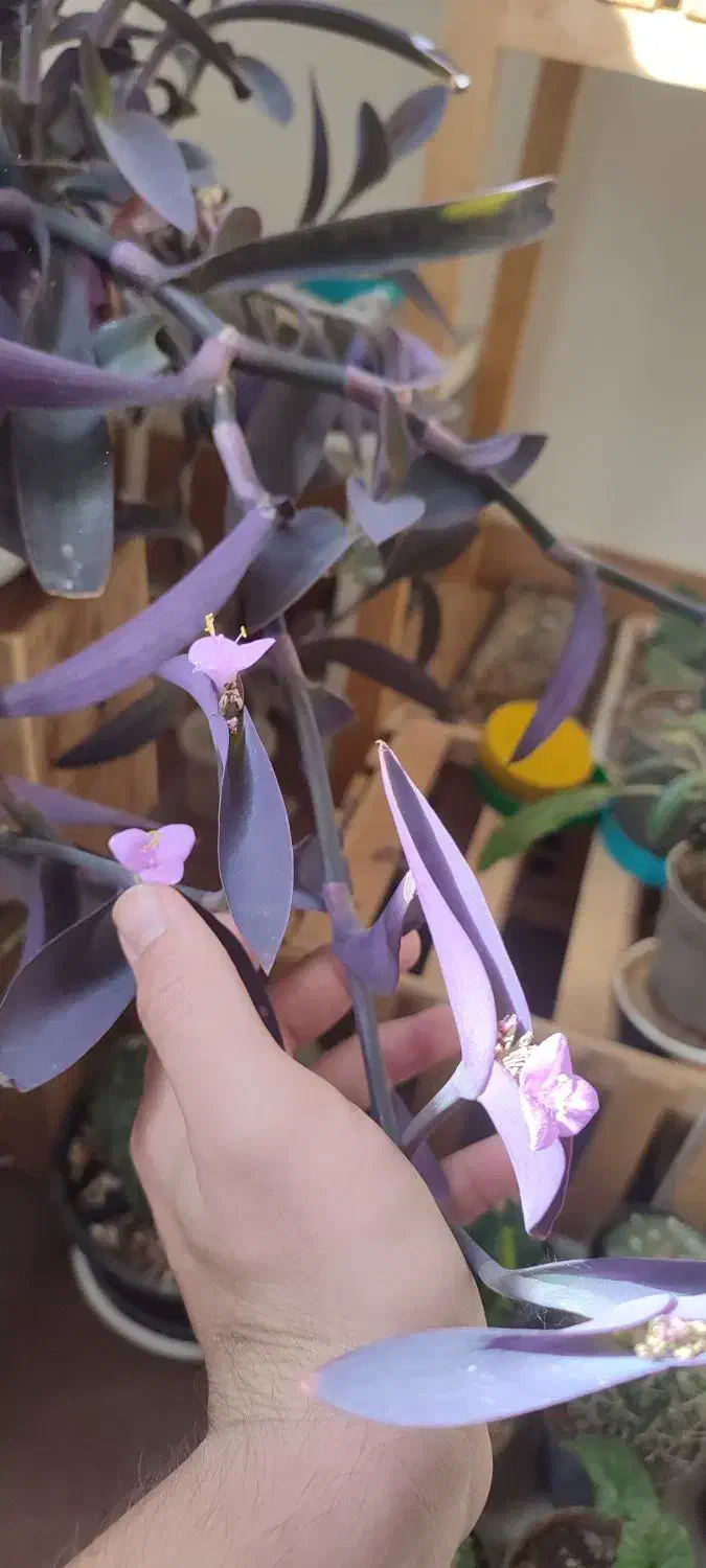 گل خونگی|گل و گیاه طبیعی|دهگلان, |دیوار