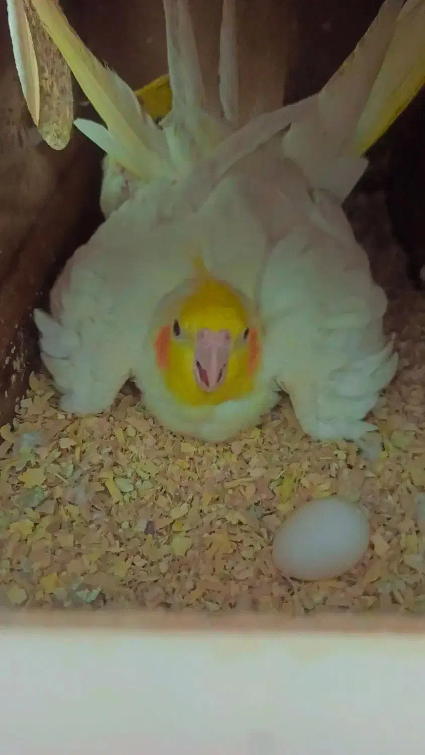 عروس هلندی لوتینو مولد  جفت با تخم|پرنده|مشهد, سیس‌آباد|دیوار