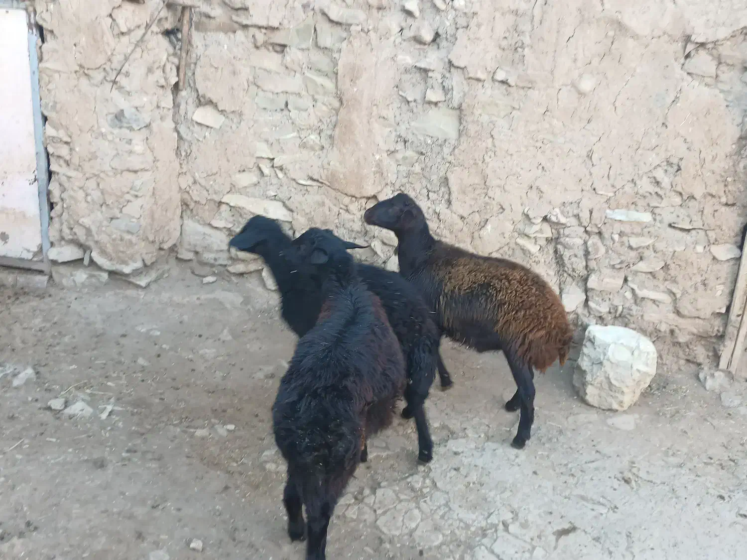 سه عدد برره نر|حیوانات مزرعه|کشاورز, |دیوار