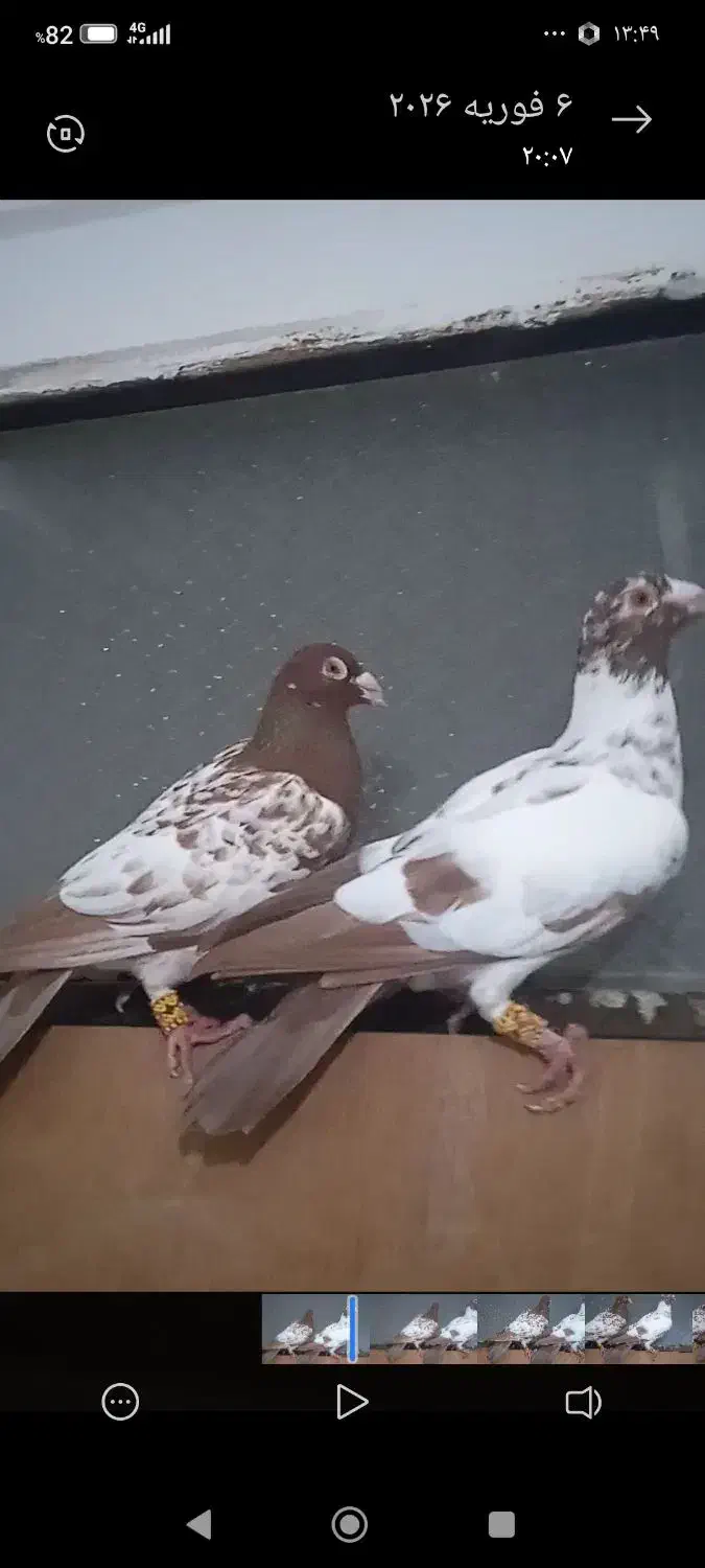 کبوتر|پرنده|داراب, |دیوار