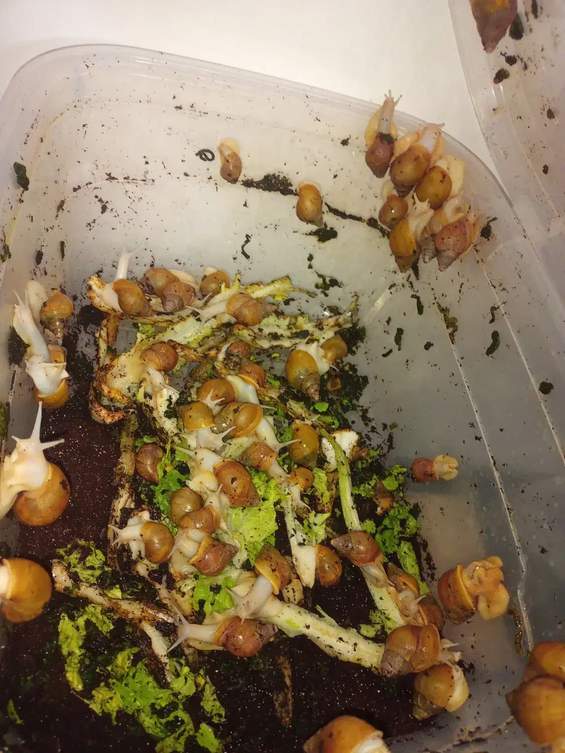 حلزون|خزنده|قم, شاه ابراهیم|دیوار