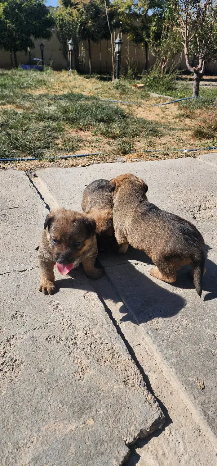 واگذاری توله سگ دو رگه روتوایلر|سگ|صوفیان, |دیوار