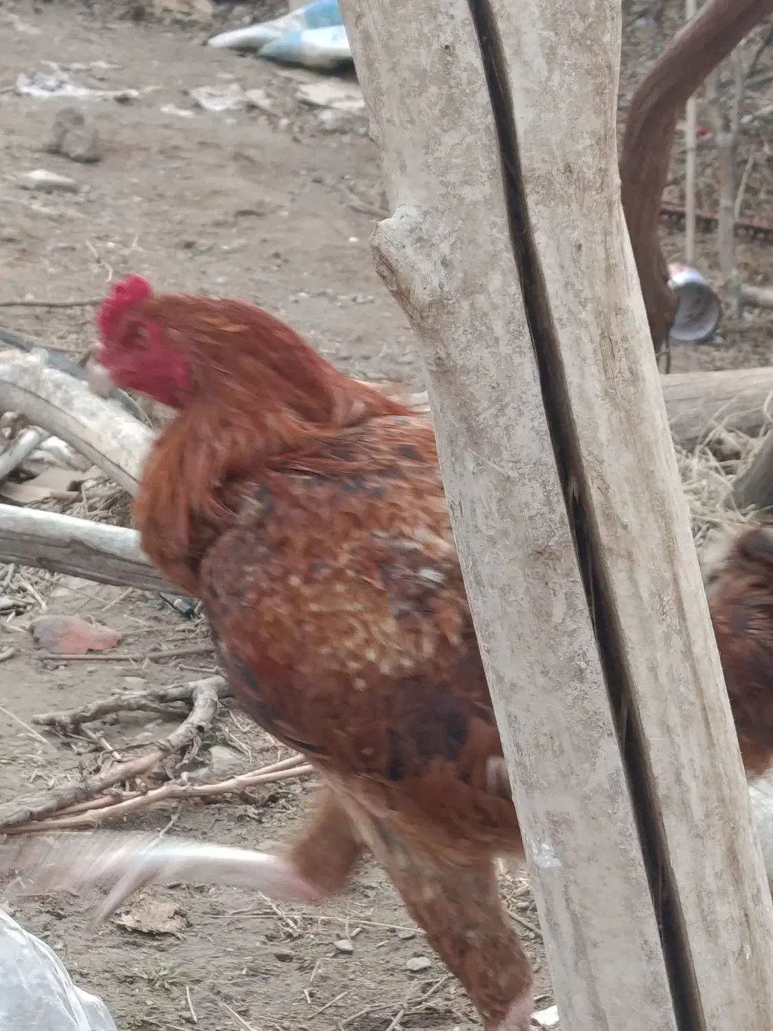 خروس نه ماه|حیوانات مزرعه|تربت جام, معدآباد|دیوار