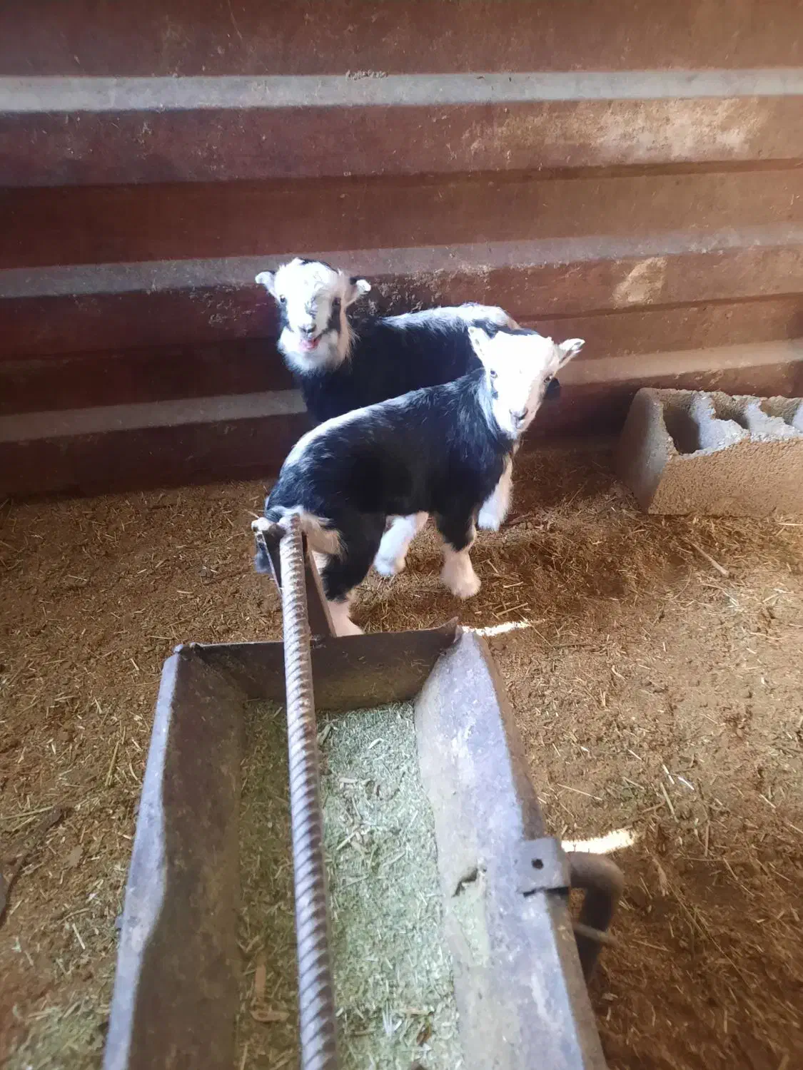 بز داشتی|حیوانات مزرعه|دماوند, دماوند|دیوار