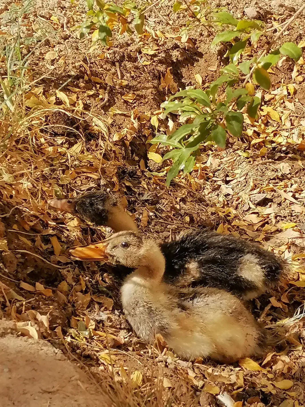 جوجه اردک 40 روزه|حیوانات مزرعه|قم, پردیسان|دیوار