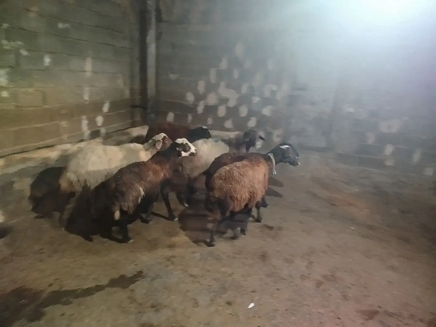 میش جوان|حیوانات مزرعه|زاغه, |دیوار