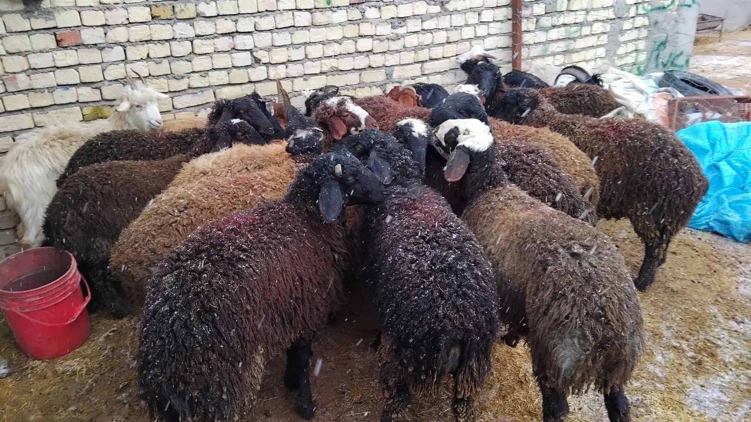 بره نر سبک|حیوانات مزرعه|قزوین, |دیوار