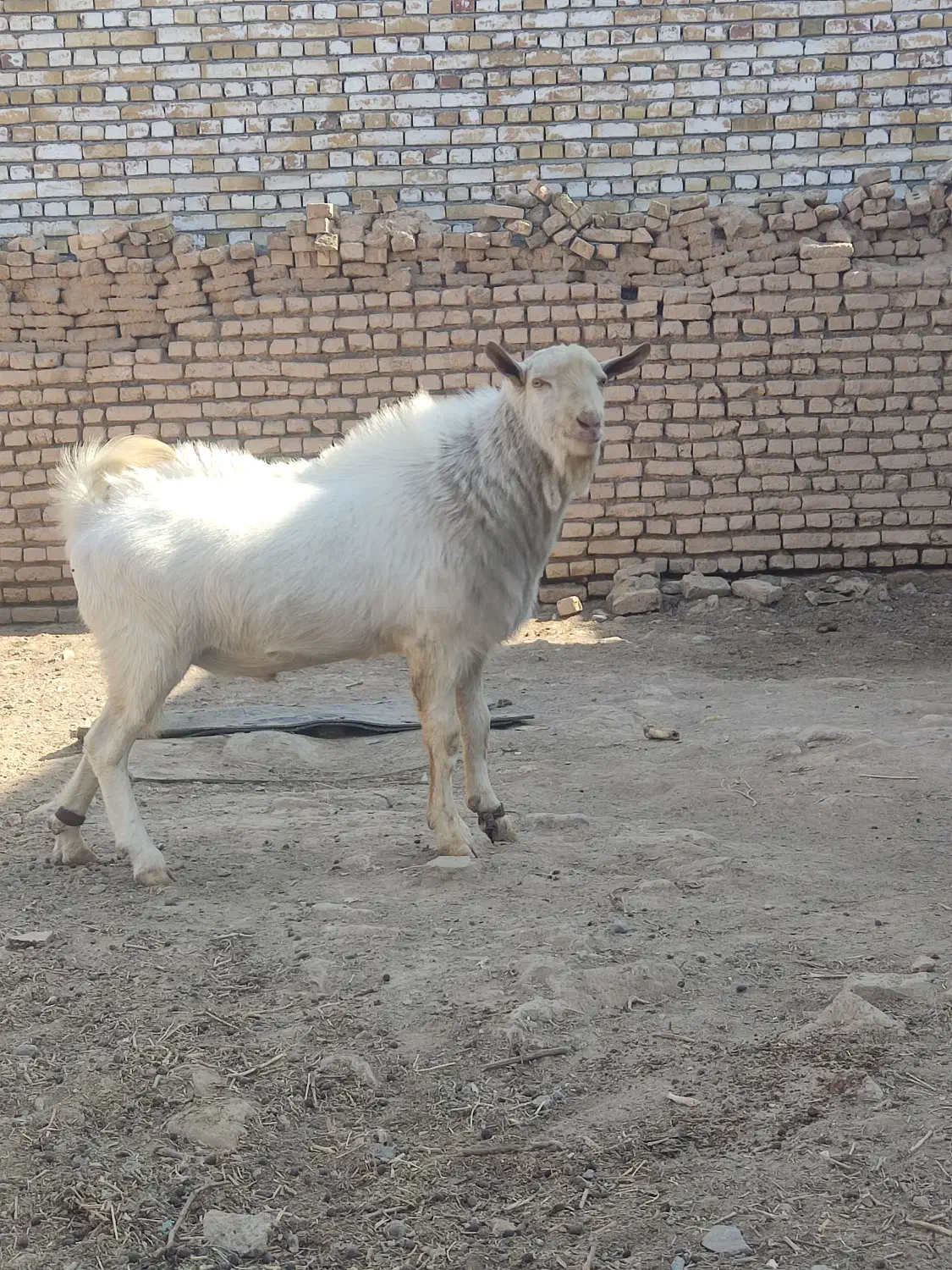 نر بز سانن|حیوانات مزرعه|تربت‌حیدریه, پائین ولایت|دیوار