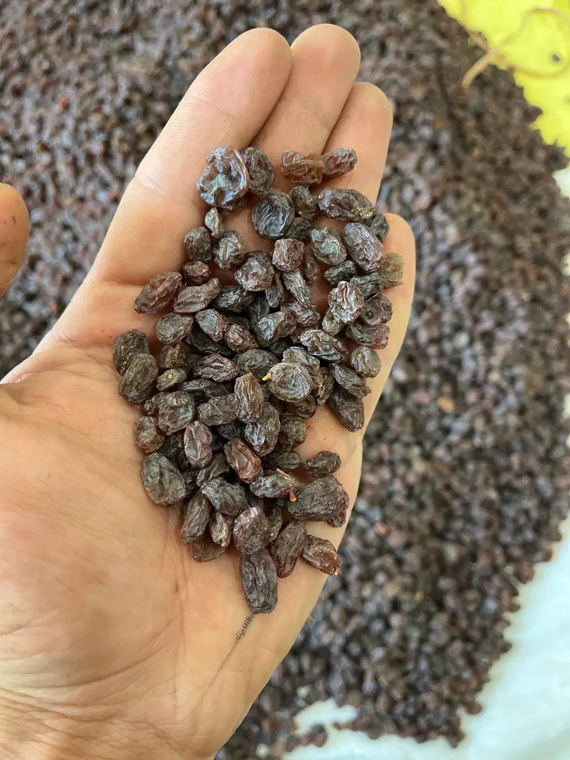 مویز بیدانه سیاه (ترکمن۴)|خوردنی و آشامیدنی|تاکستان, |دیوار