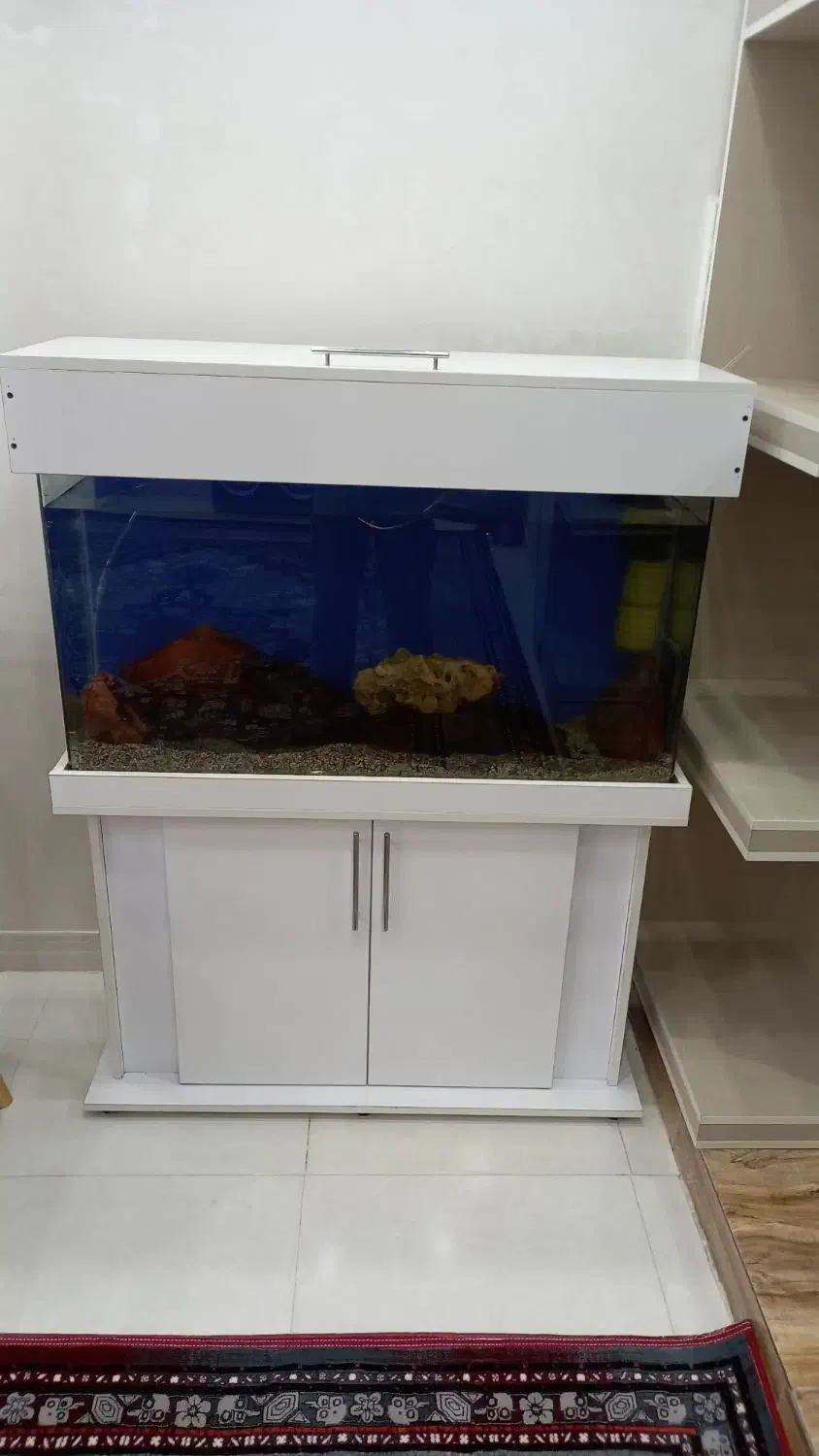 آکواریوم|ماهی|نسیم‌شهر, |دیوار