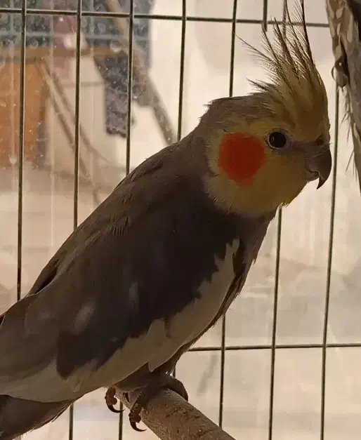 عروس هلندی|پرنده|شاهین‌شهر, فدک|دیوار