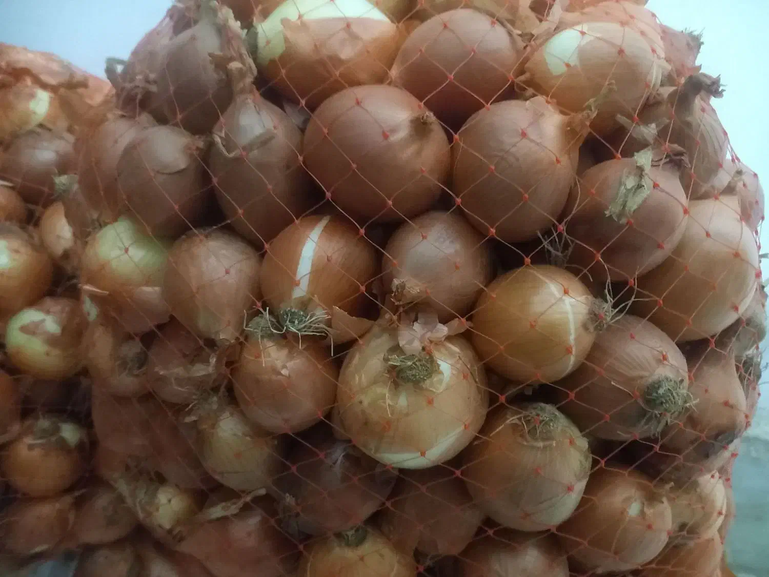 پیاز|خوردنی و آشامیدنی|مشهد, مصلی (کارمندان اول)|دیوار