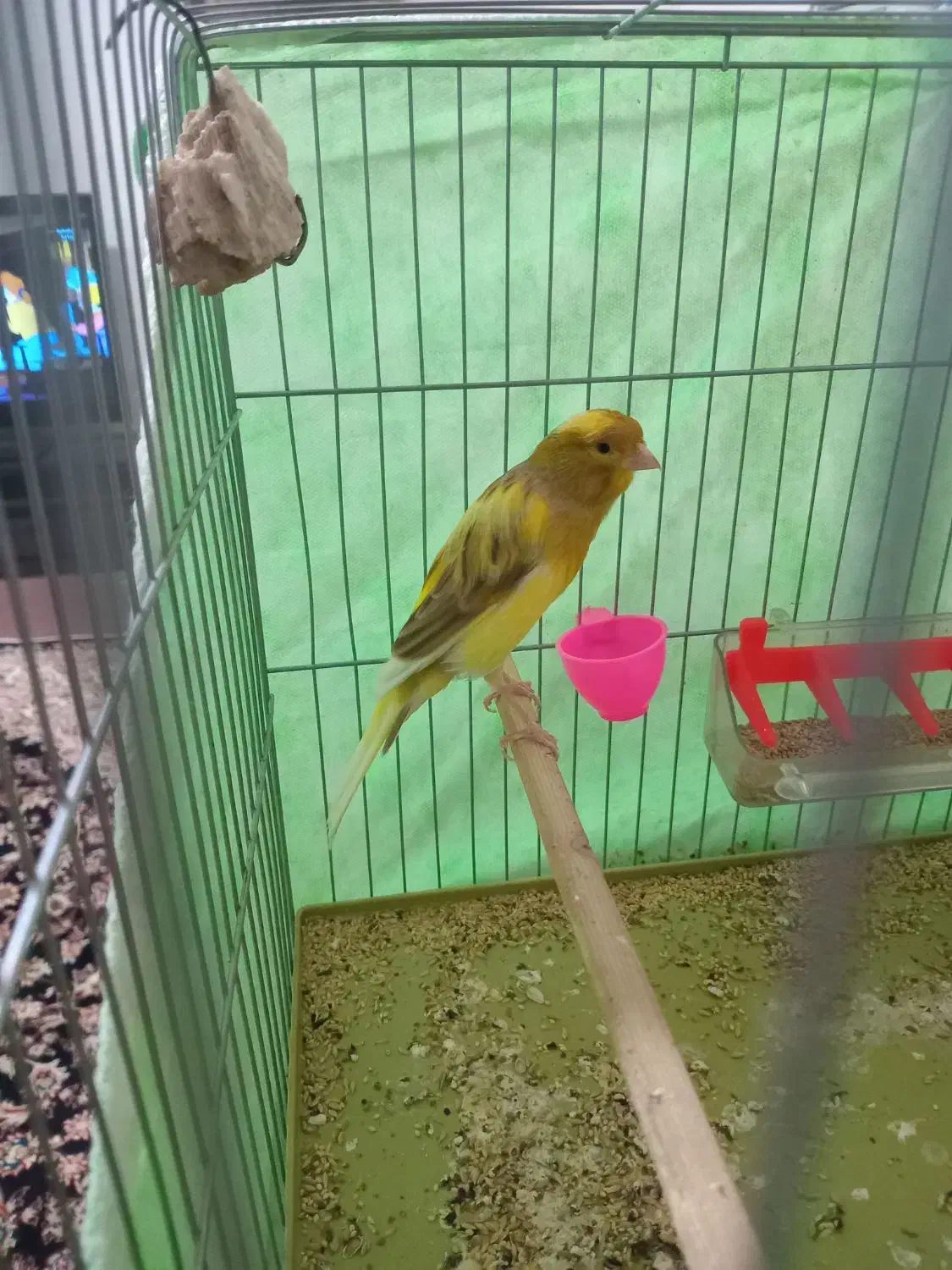 قناری سو قدیم|پرنده|همدان, |دیوار